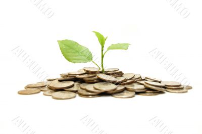 Concept of a plant and a lot of golden coins isolated on white background