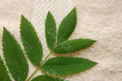 Fresh green leaves on a towel