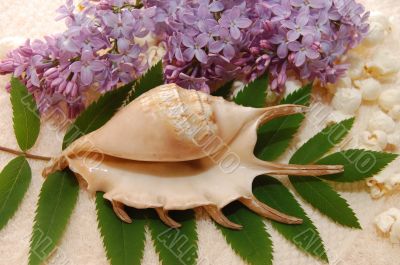 Still-life of a cockleshell and lilac with green leaves