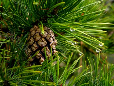 piny cone on a branch after rain piny cone on a branch after rain