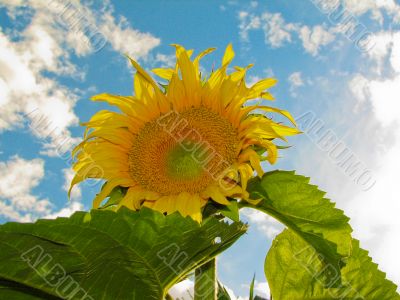 Grand Sunflower at Blue Sky Background