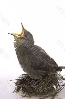 Feeding little hungry bird