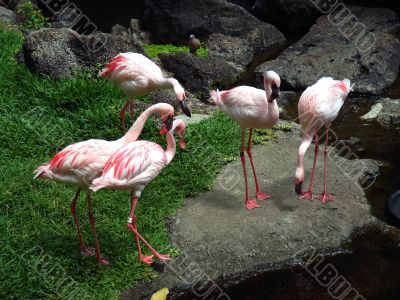 Several flamingo in the zoo