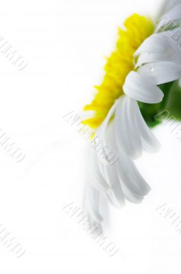 White camomile flower close-up against white background