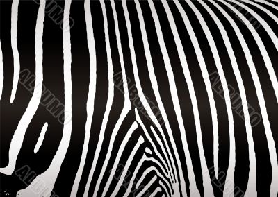 zebra skin