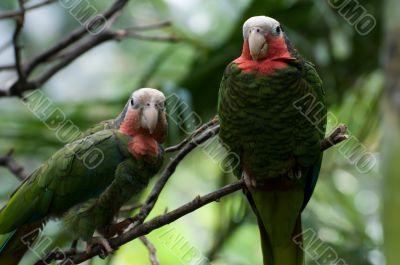 Two red-necked parrots