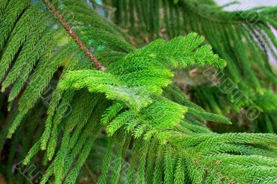 New runaways on an araucaria branch