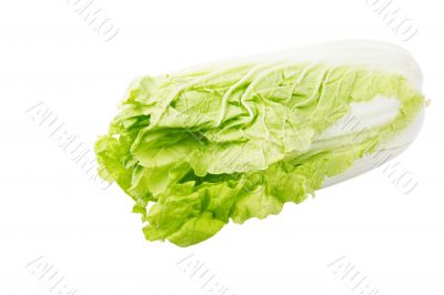 Brassica pekinensis