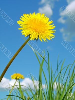 yellow dandelion