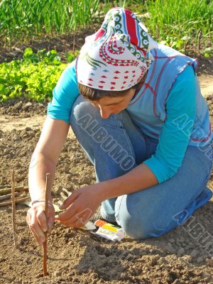 planting