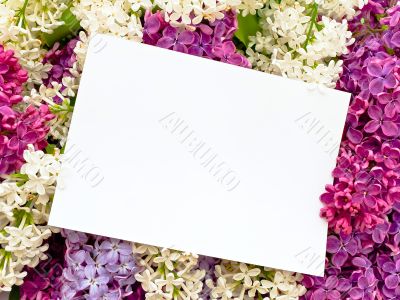 lilac background with invitation