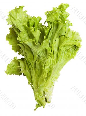 lettuce