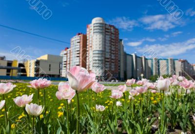 Tulips on the street