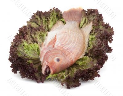 Fish Tilapia on salad