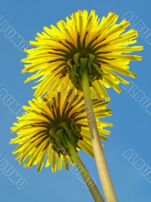 dandelions couple