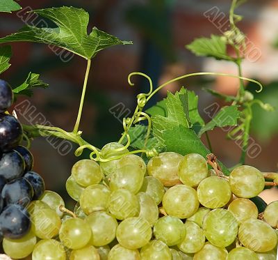 grapes and vine plant