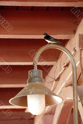 Swallow on torch