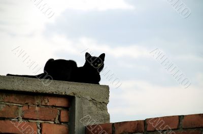 Cat on brick wall