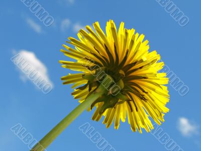 yellow dandelion