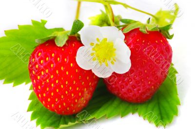 Strawberries and flowers on white background