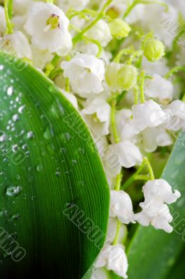 Lily-of-the-valley against a pale green background