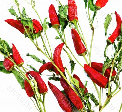 Dry red hot chilly peppers backgrounds