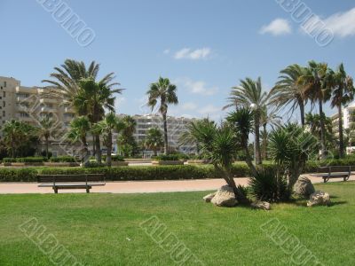leafy palm trees under the hot sun of Majorca