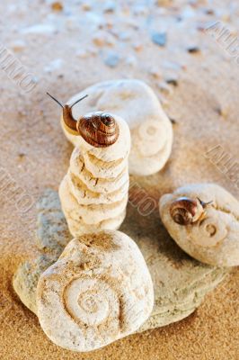 Two Snail