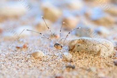 Spider