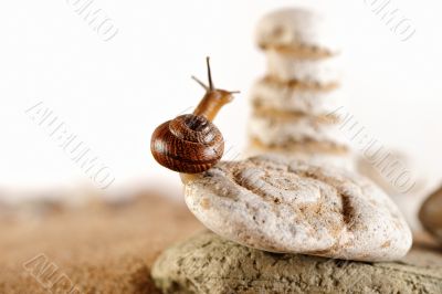 Snail Snail