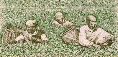 Farmers picking tea