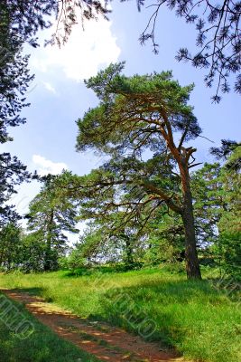 Pine tree in forest