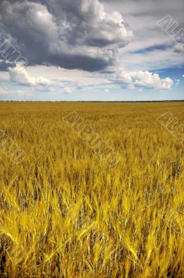 wheat field