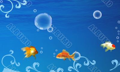 Underwater life Underwater life