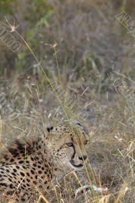 Cheetah hunting