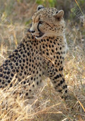 Cheetah hunting