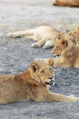 Lions at rest