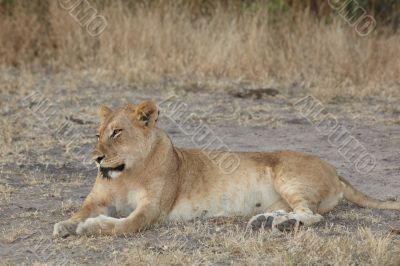 Lions at rest