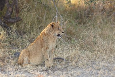 Lions at rest