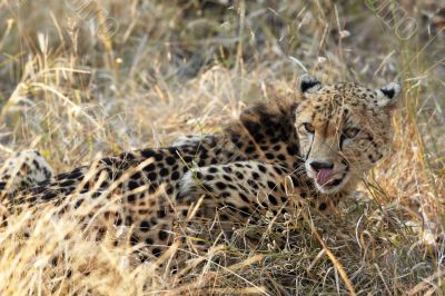 Cheetah hunting