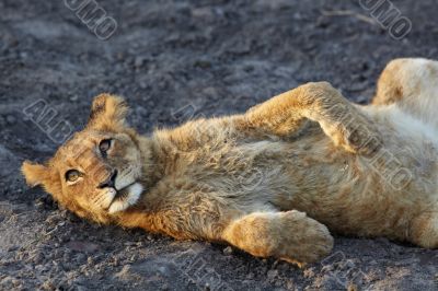 Lions at rest