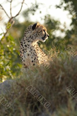 Cheetah hunting