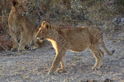 Lions at rest