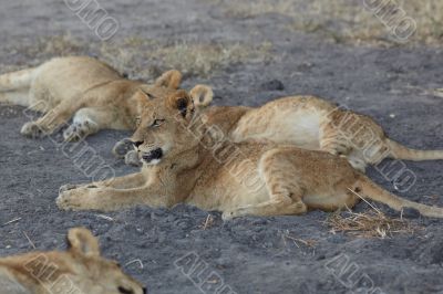 Lions at rest