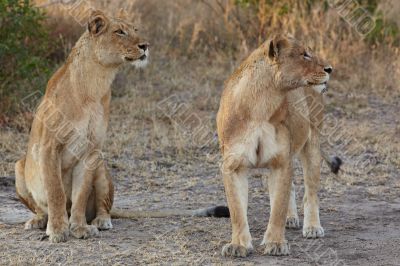 Lions at rest