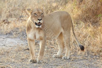 Lions at rest