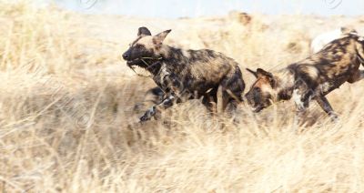 African Wild Dog