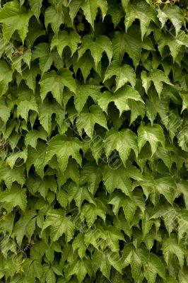 Green leaves background