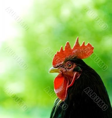 Rooster Rooster