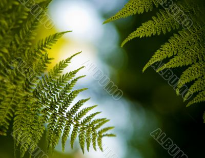 Fern Plant